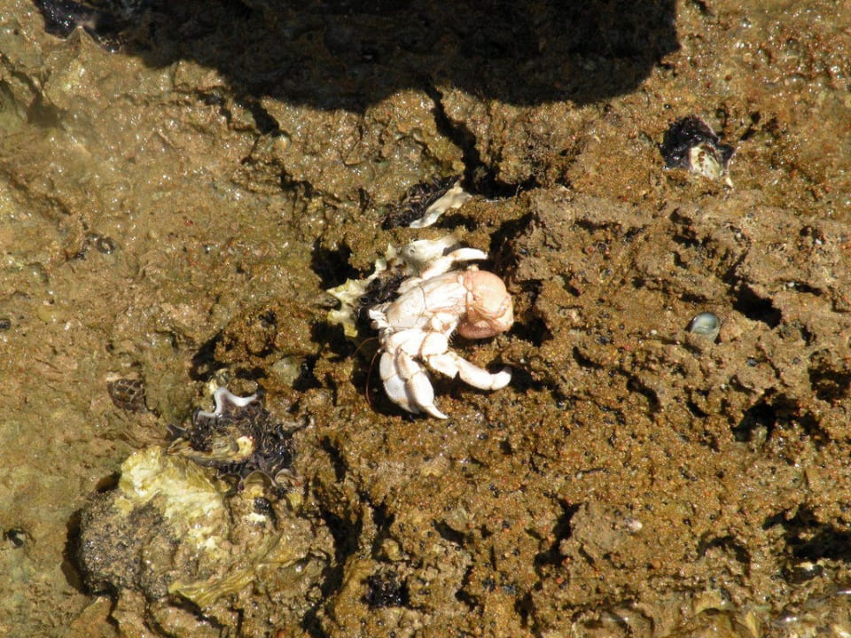 Bei Ebbe kann man viel entdecken Siva Golden Bay Makadi