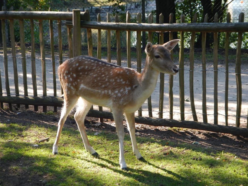 Kinderbauernhof Center Parcs De Kempervennen