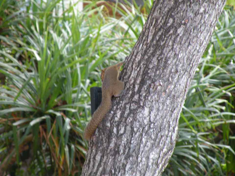 Gartenanlage The Laguna A Luxury Collection Resort & Spa