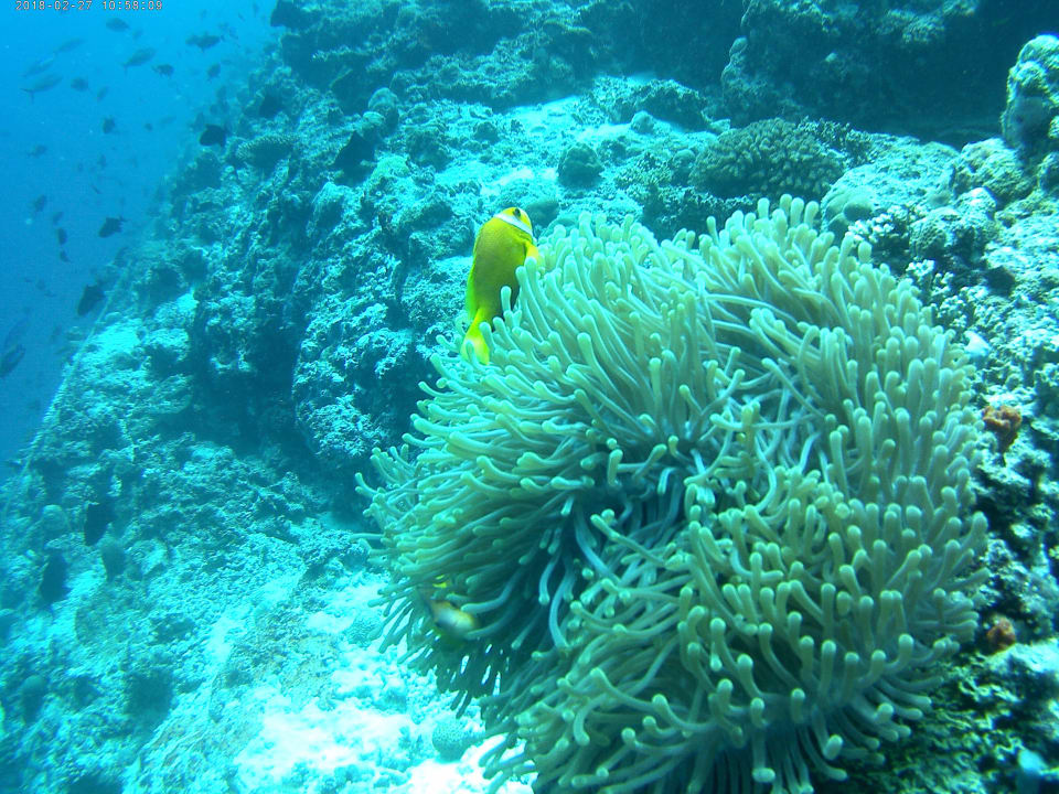 Sport & Freizeit Centara Ras Fushi Resort & Spa Maldives