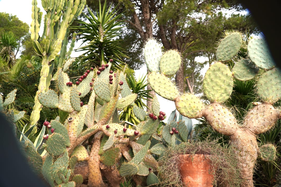 Gartenanlage Hotel & Spa S'Entrador Playa