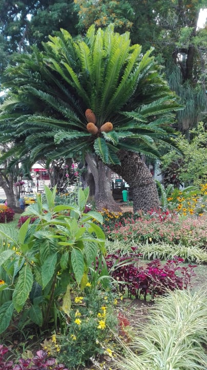 Stadtpark Hotel Madeira