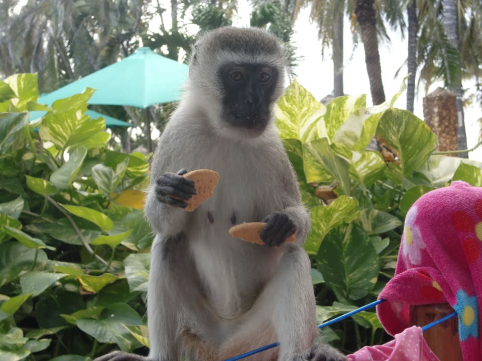 Balkon Travellers Beach Hotel & Club