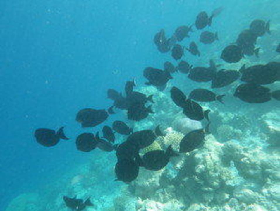 Hausriff Vilamendhoo Island Resort & Spa