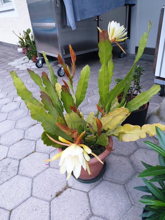 Sonstiges Park Hotel Villa Etschland