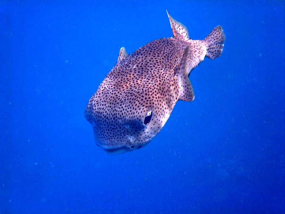Sport & Freizeit Wadi Lahmy Azur Resort