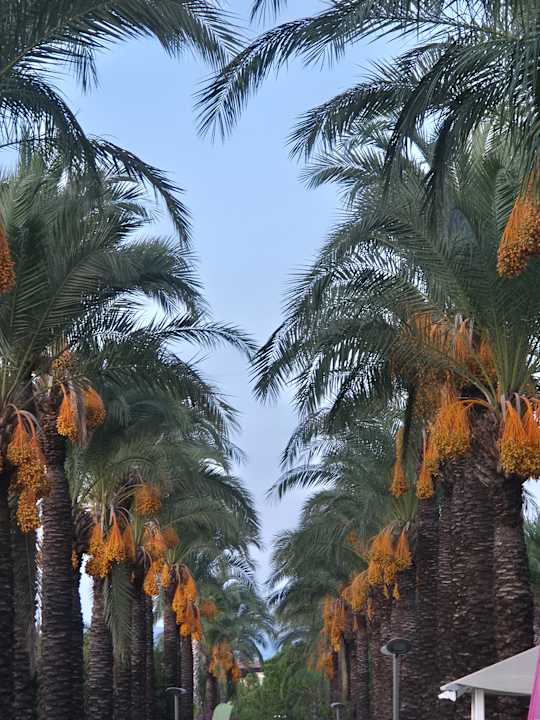 Ausblick Calimera Serra Palace