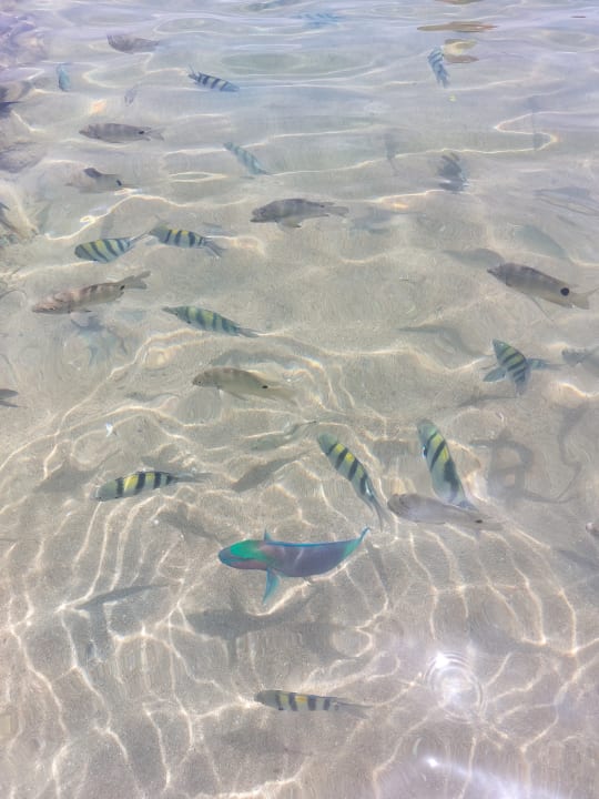 Strand Pickalbatros Citadel Resort