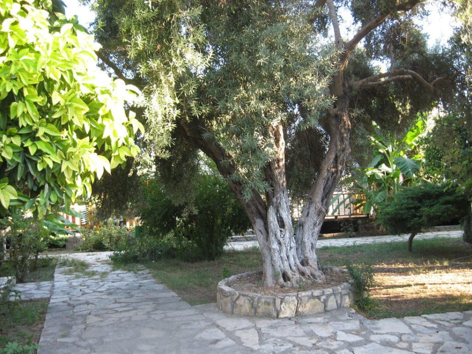 Gartenanlage Clover Magic Nova Beach