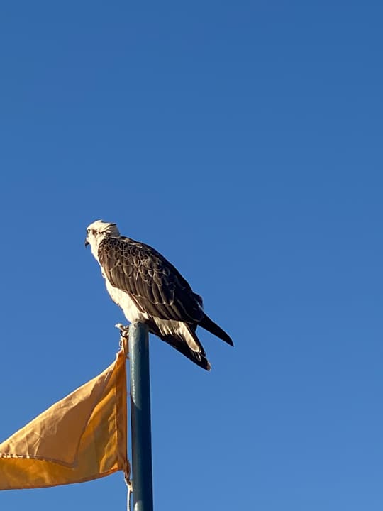 Strand Steigenberger Coraya Beach - Adults only