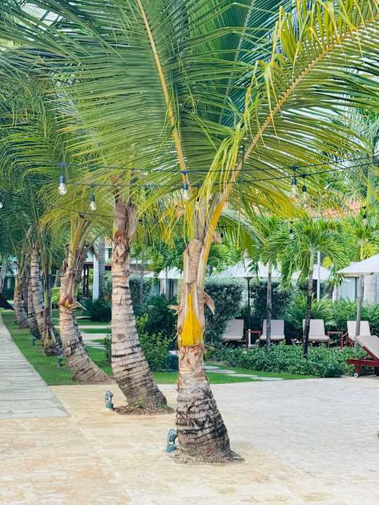 Gartenanlage Dreams Flora Resort & Spa - All Inclusive