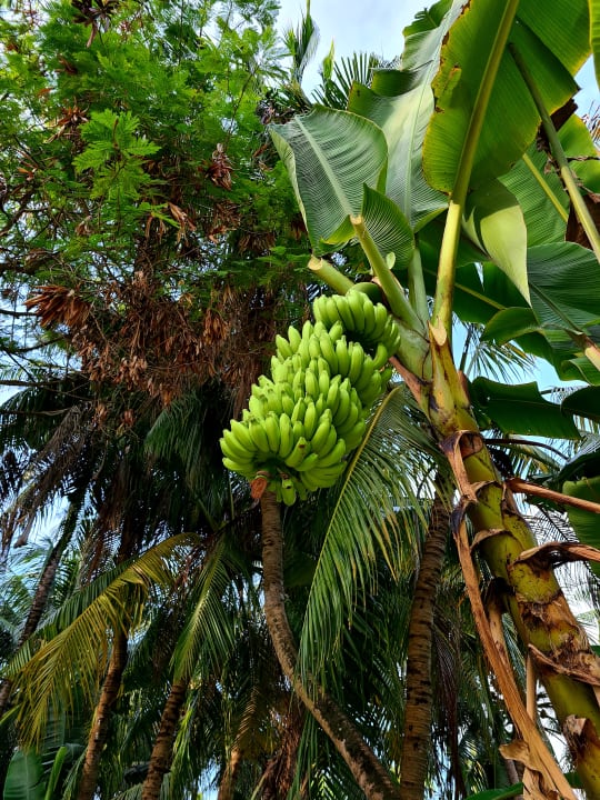 Gartenanlage Adaaran Select Hudhuran Fushi - Premium All Inclusive