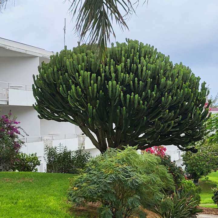 Gartenanlage allsun App.-Hotel Esquinzo Beach