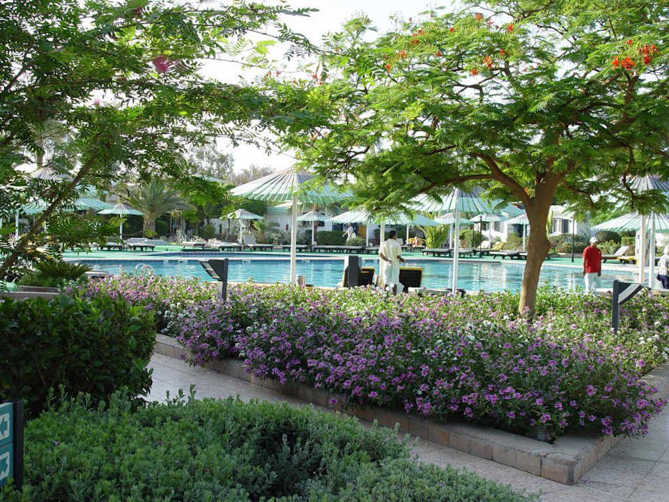 Gartenbereich  und Pool Ghazala Beach