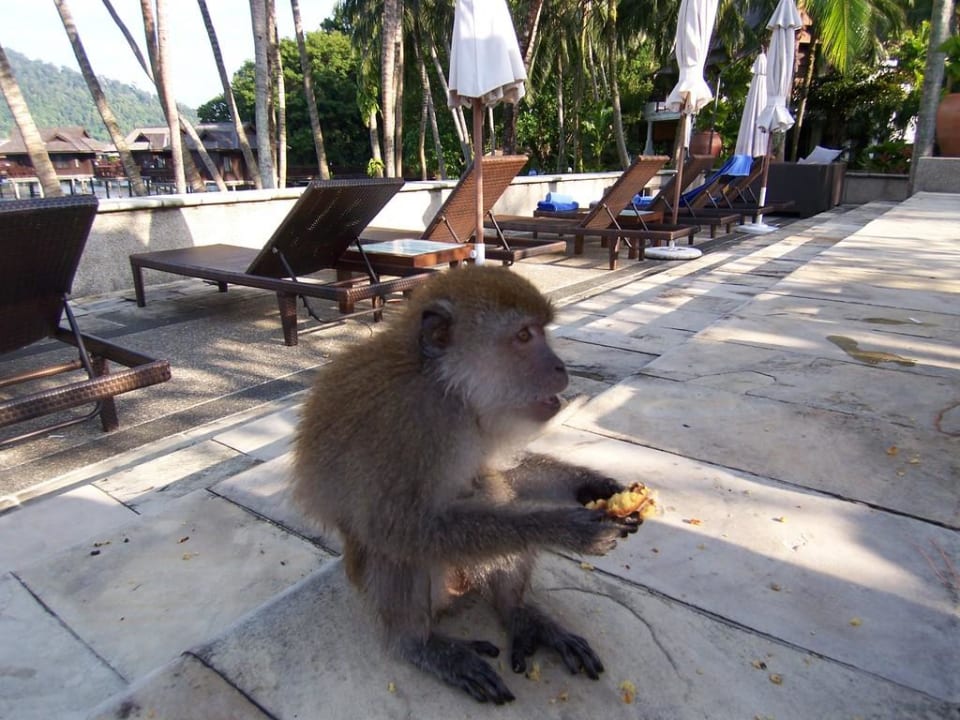 Affenfütterung am Pool Hotel Pangkor Laut Resort/Estates