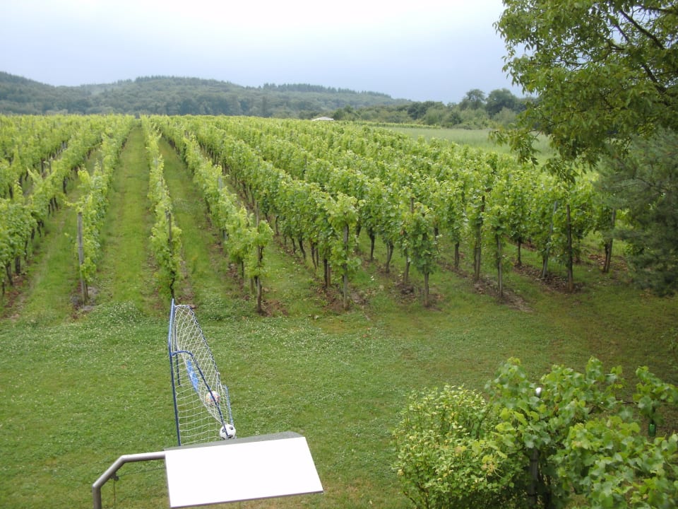 Blick aus dem Zimmer in die Reben  Gästehaus Weinhof Sankt Anna