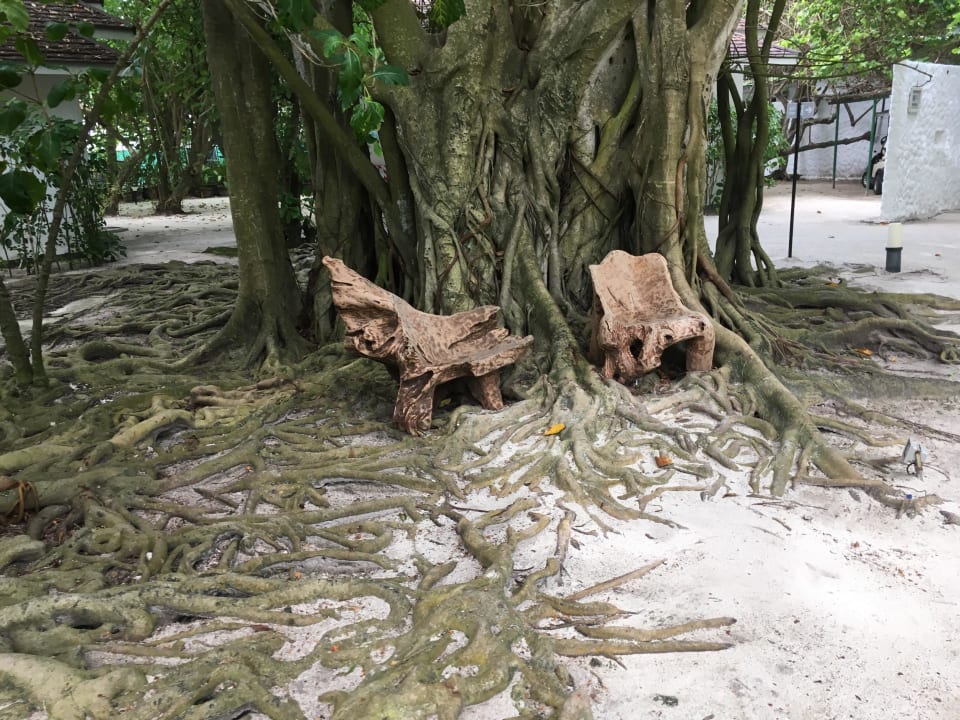 Gartenanlage Cinnamon Dhonveli Maldives