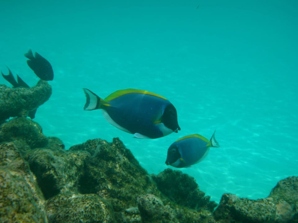 Unter Wasser im Hausriff Angaga Island Resort