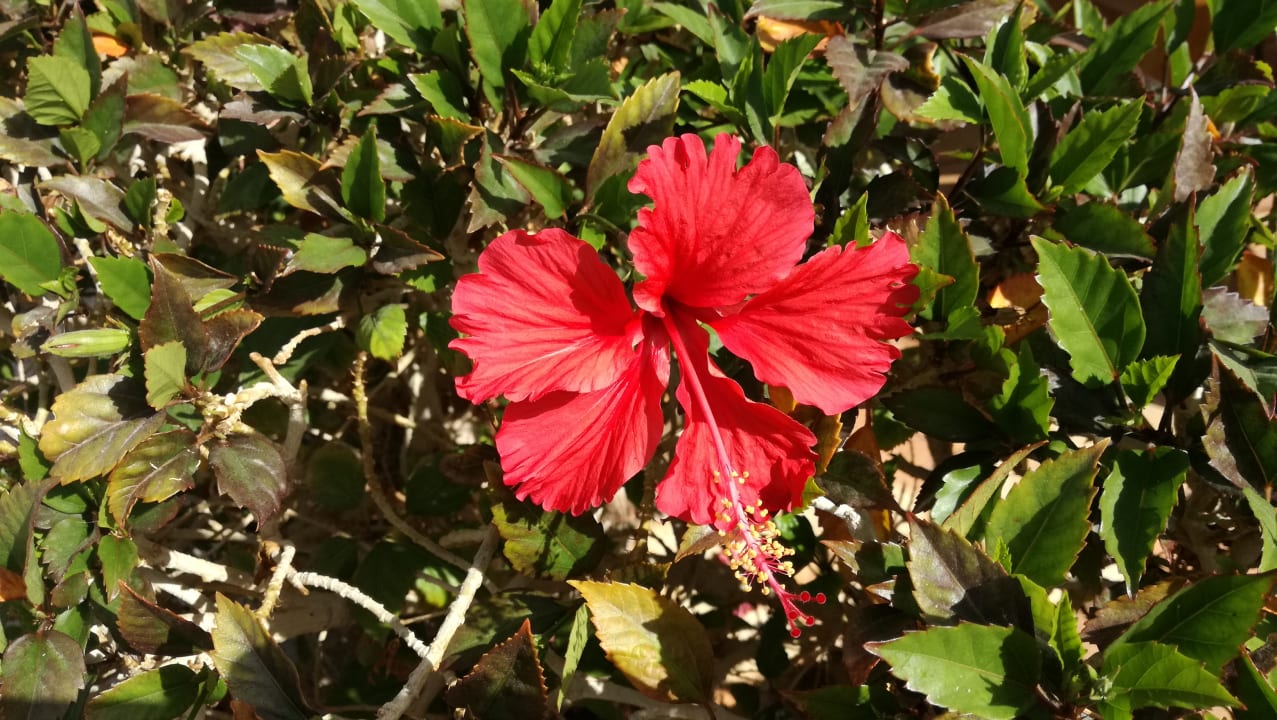 Hibiskus Ghazala Beach