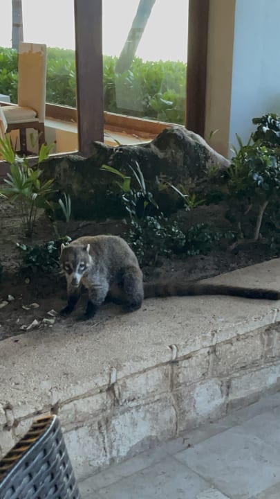 Gartenanlage Akumal Bay Beach & Wellness Resort