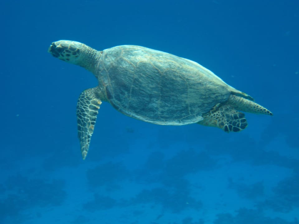 Schnorcheln im Grand Makadi Grand Makadi