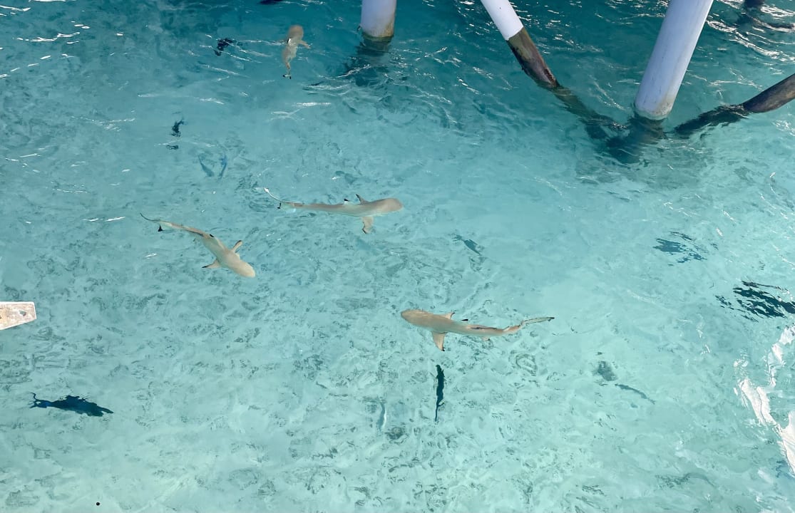 Strand Centara Ras Fushi Resort & Spa Maldives