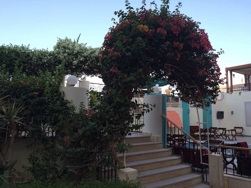Всё цветёт SUNRISE Holidays Resort (Adults Only)