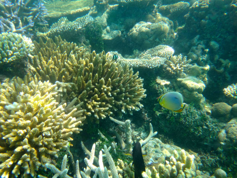 Unterwasserwelt Cinnamon Hakuraa Huraa Maldives