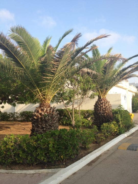 Palmen El Mouradi Club Kantaoui