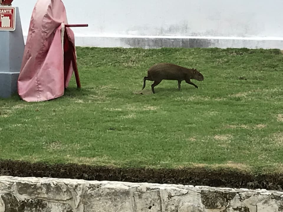 Sonstiges Hotel Riu Tequila