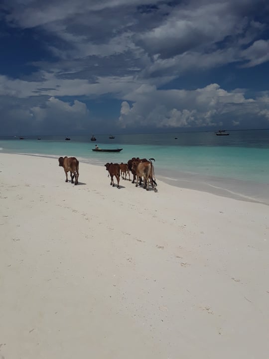 Strand Royal Zanzibar Beach Resort