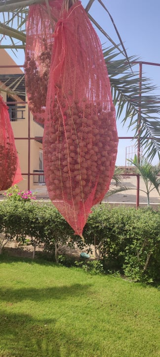 Gartenanlage Malikia Resort Abu Dabbab