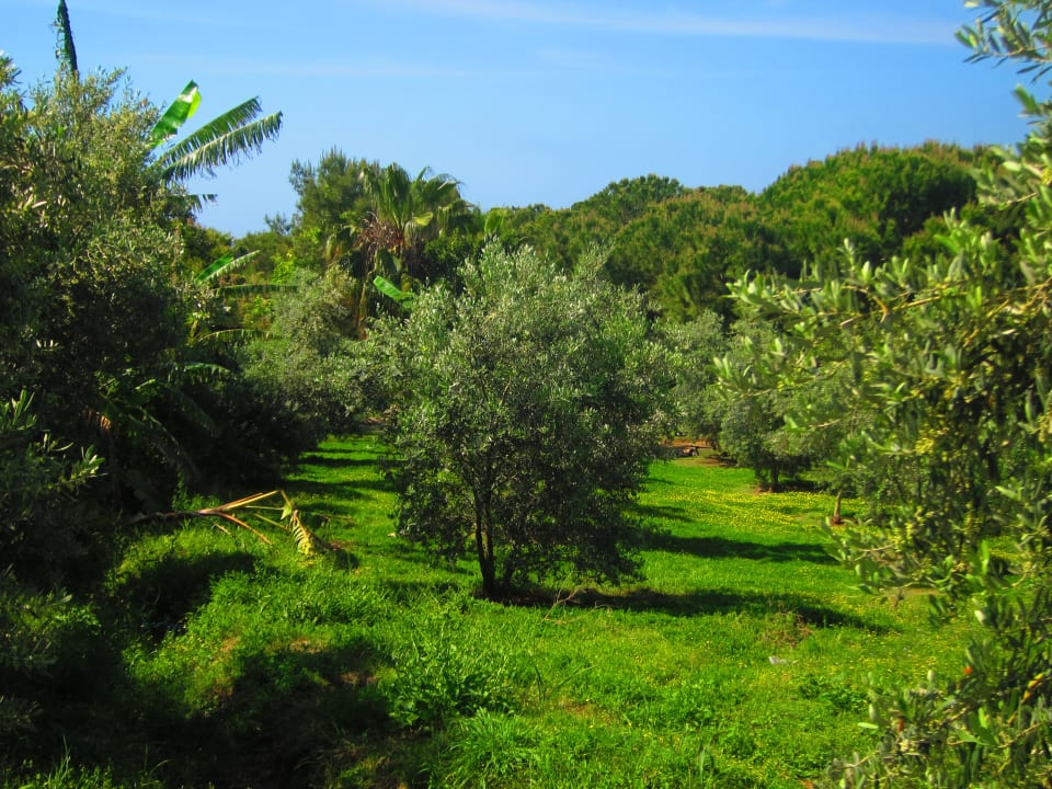 Gartenanlage Alba Queen Hotel