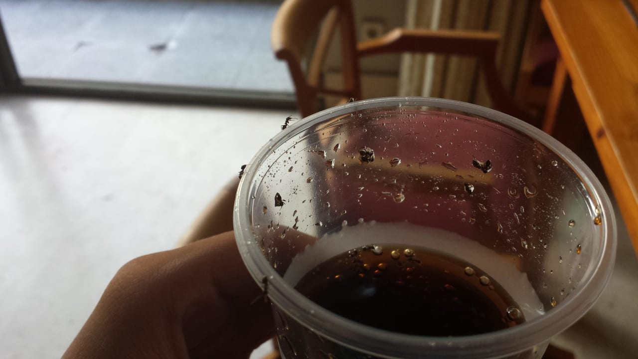 Ameisen Bei Juan Playa Blanca