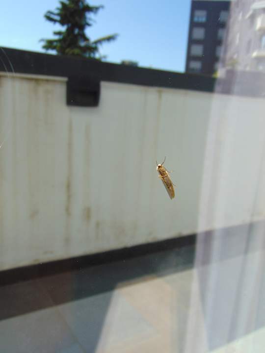 Sonstiges Hotel Elisa Tirana, Affiliated by Meliá