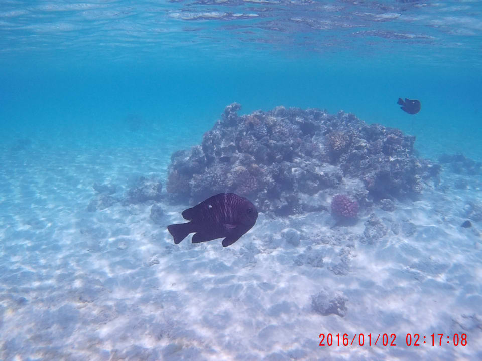 Strand Pyramisa Beach Resort Sahl Hasheesh