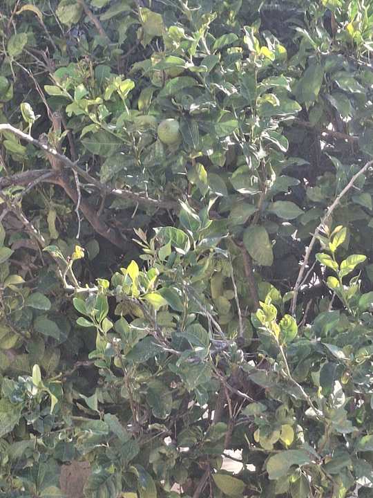 Gartenanlage Euro Village Achilleas Hotel