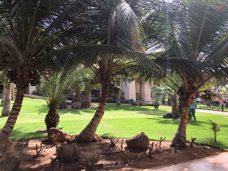 Gartenanlage Hotel Riu Touareg