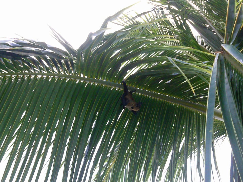 Flughund Kuredu Island Resort & Spa