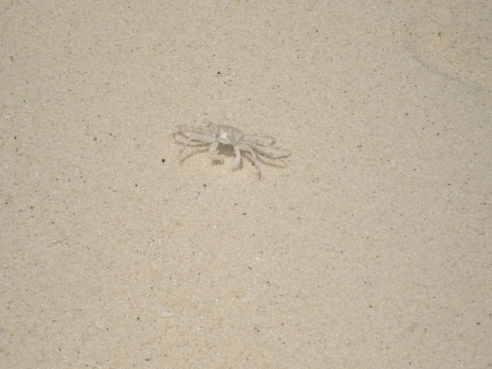 Krabbe am Strand Kuramathi Maldives