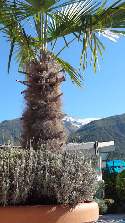 Palmen und Schneeberge Hotel das Paradies