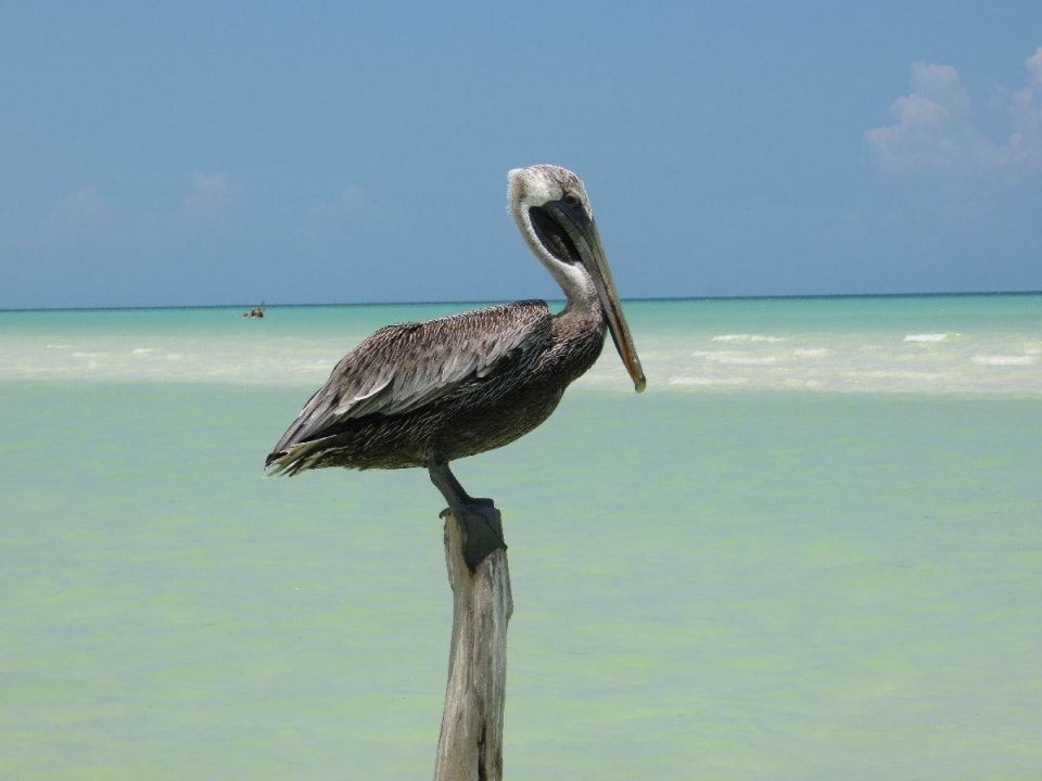 Selbsterklärend Hotel Villas Flamingos