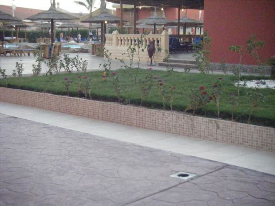 Die gepflanzten Bäumchen der Stammgäste Pickalbatros Alf Leila Wa Leila Resort - Neverland Hurghada