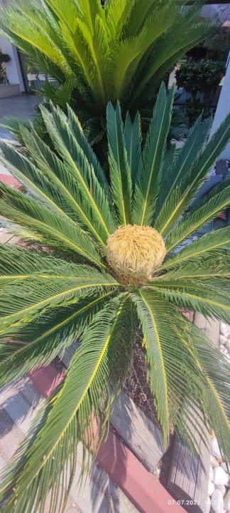 Gartenanlage Asteria Family Belek