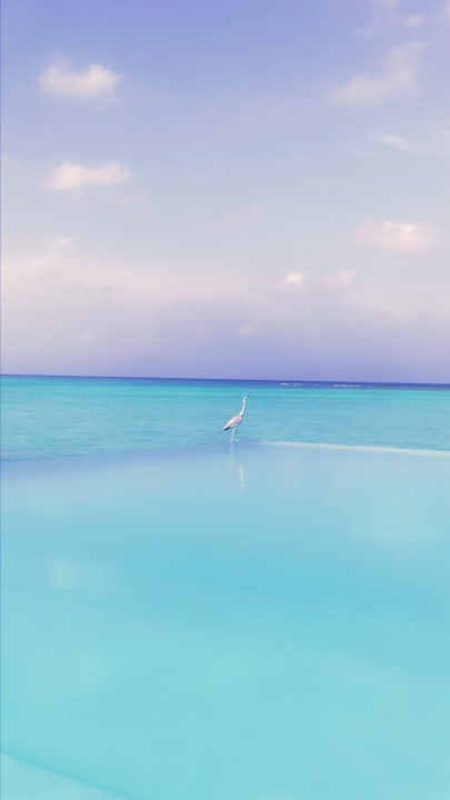 Pool Summer Island Maldives