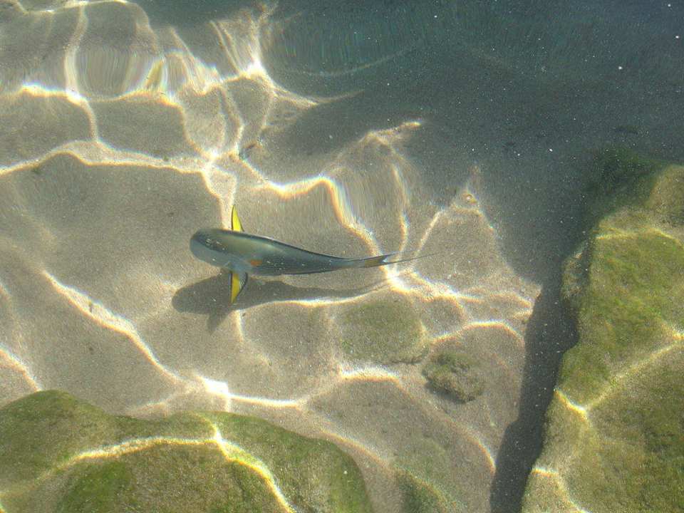 Strand Ghazala Gardens