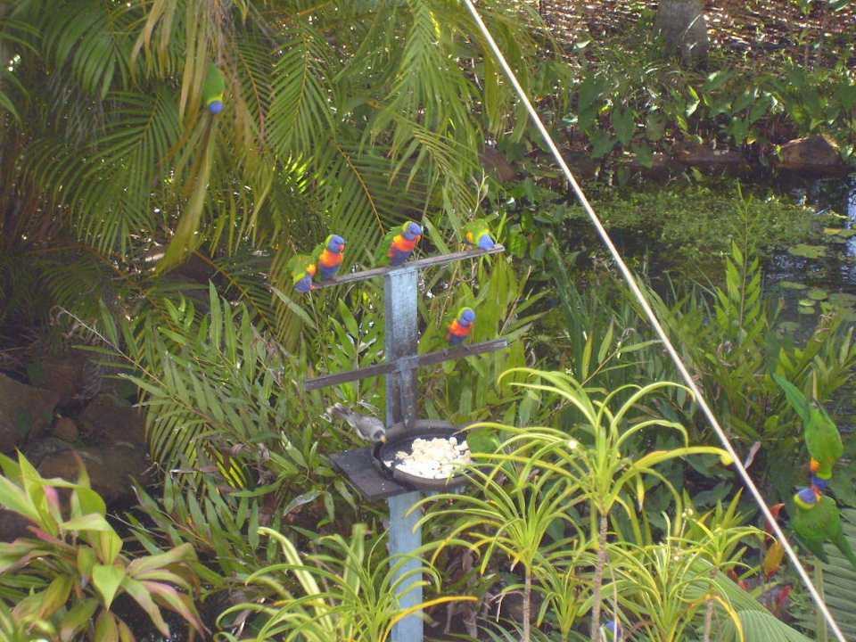 Blick vom Balkon auf die Zaungäste The Chamomile Bed & Breakfast