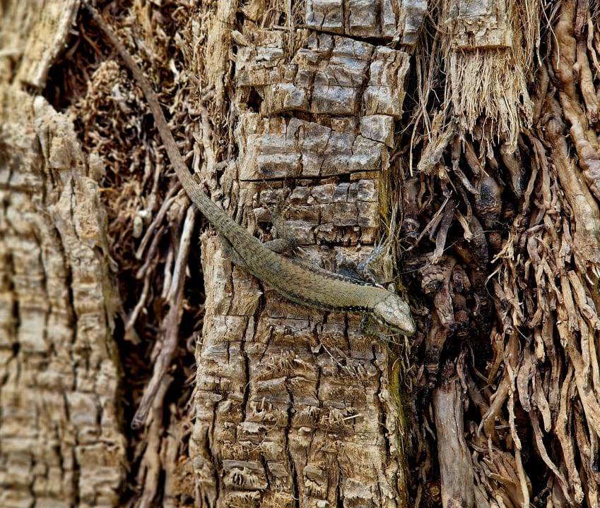 Sonstiges Belek Beach Resort Hotel