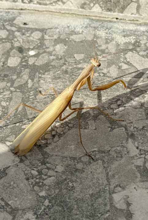 Sonstiges Irene Palace Beach Resort Club alltoura