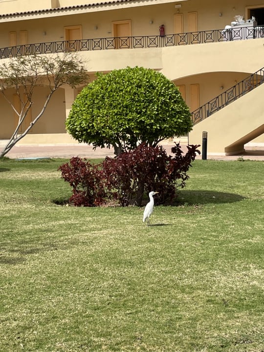 Gartenanlage Cleopatra Luxury Resort Makadi Bay